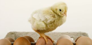Що станеться, якщо яйця їсти щодня: як відреагує наш організм - today.ua