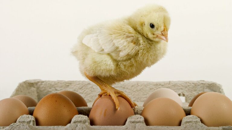 Что произойдет, если яйца есть ежедневно: как отреагирует наш организм - today.ua