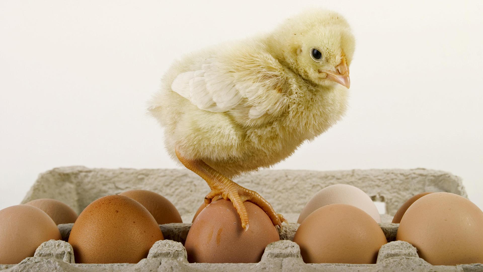 Ціни на яйця впадуть до 44 грн: стало відомо, коли подешевшає дефіцитний продукт