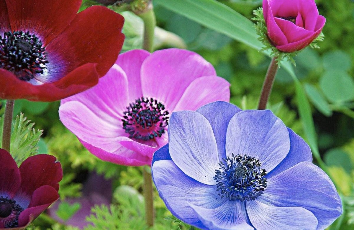 Удивительная красота в Карпатах: на склонах гор впервые массово расцвели редкие цветы анемоны