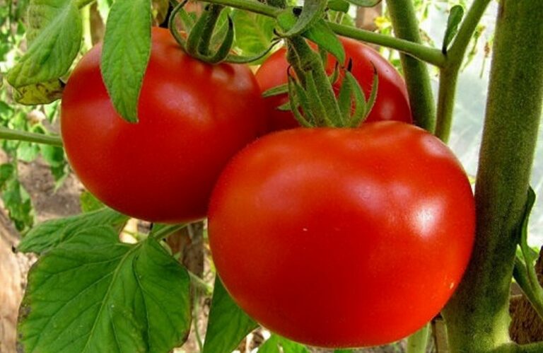 В Украине рухнули цены на помидоры: что привело к удешевлению овощей - today.ua