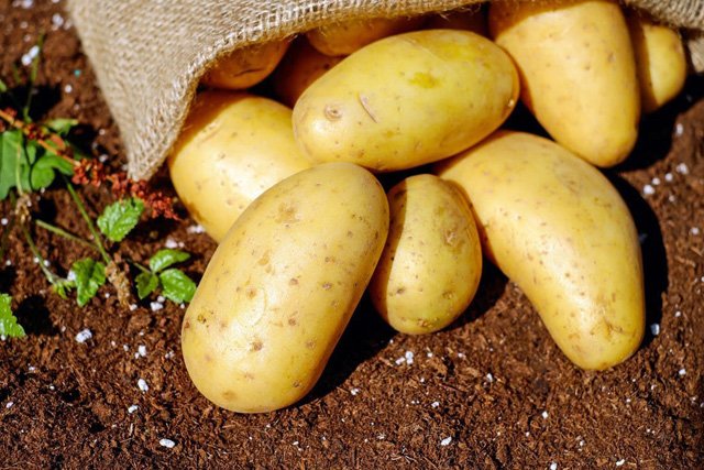 Цены на молодую картошку в Украине резко упали: сколько стоит стратегический овощ - today.ua