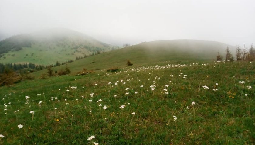 Удивительная красота в Карпатах: на склонах гор впервые массово расцвели редкие цветы анемоны