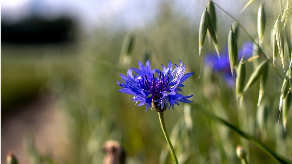 Свято 24 червня: в день Варнави можна накликати біду на свій рід