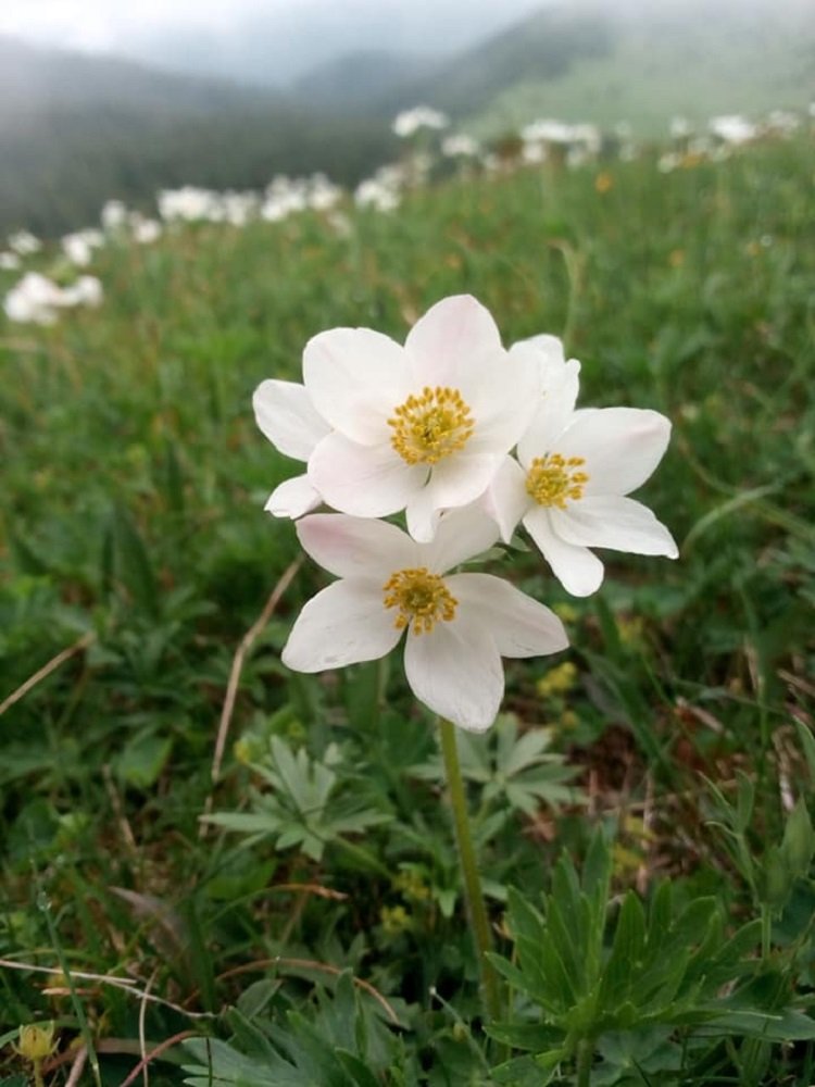 Удивительная красота в Карпатах: на склонах гор впервые массово расцвели редкие цветы анемоны