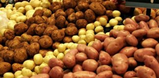 В Україні впали оптові ціни на картоплю, але в магазинах вартість не зміниться: стали відомі причини - today.ua