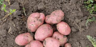 Картопля: коли садити, і як вберегти молоді паростки від приморозків - today.ua