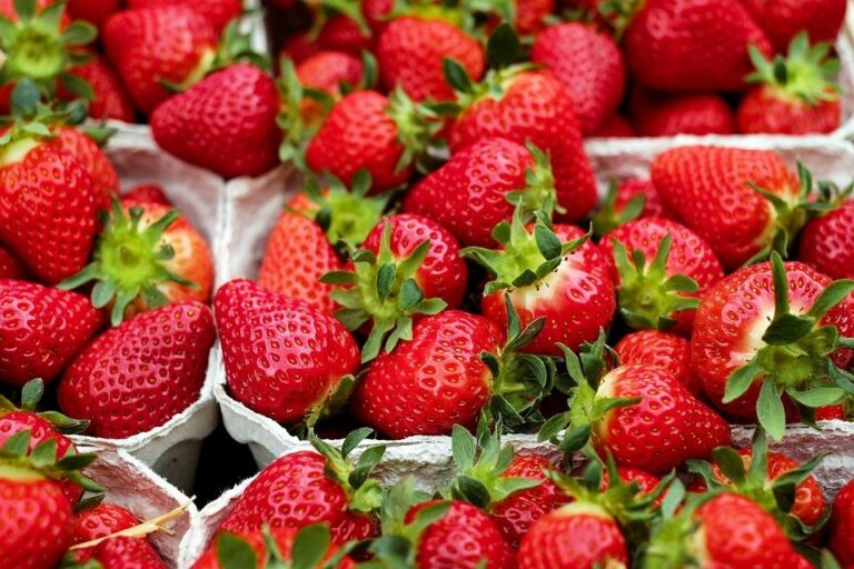 Клубника на базарах может быть опасной: медики рассказали о вреде летних ягод    - today.ua