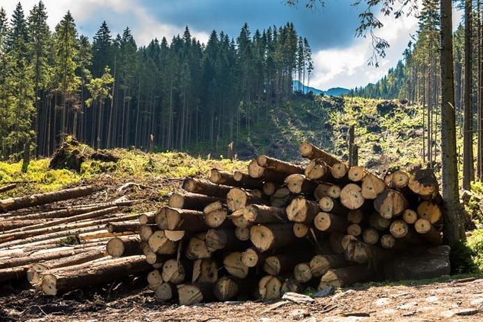 Украине грозит новая экологическая катастрофа: Карпаты останутся без леса - today.ua