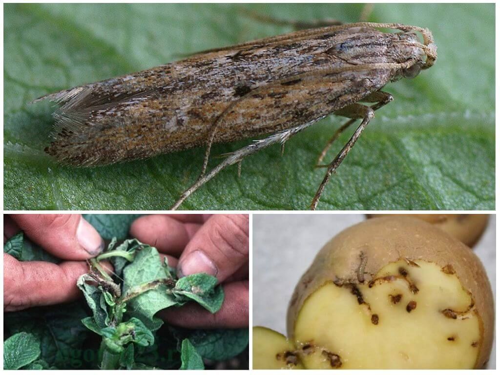 В Украину завезли импортный картофель с гусеницами в клубнях: мало нам колорадского жука