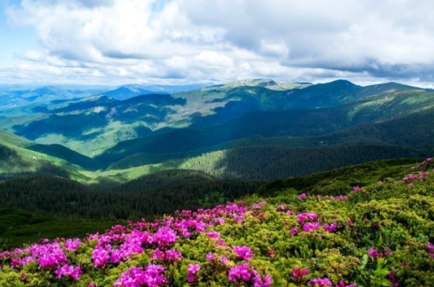 Уникальное зрелище: на склонах Карпат расцвела Червона Рута