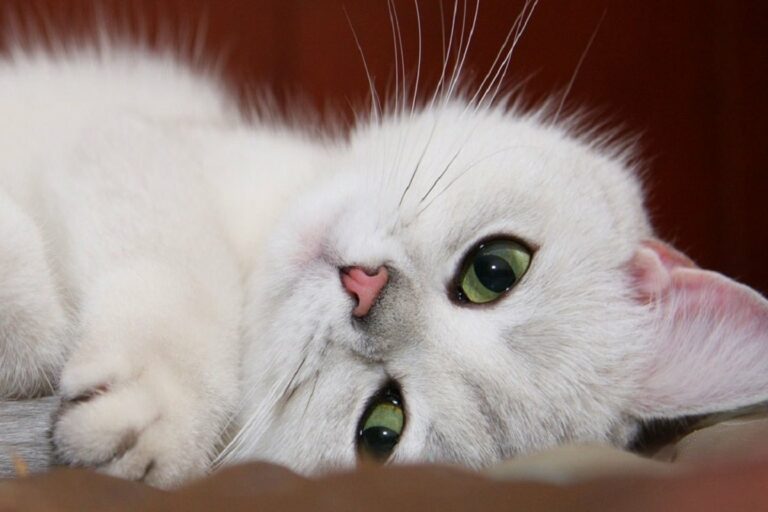 Самые ласковые кошки в мире: Топ-3 добродушных и преданных пород - today.ua
