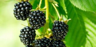 Ежевика – неоценимая польза для здоровья: Топ-6 причин введения ягоды в рацион - today.ua