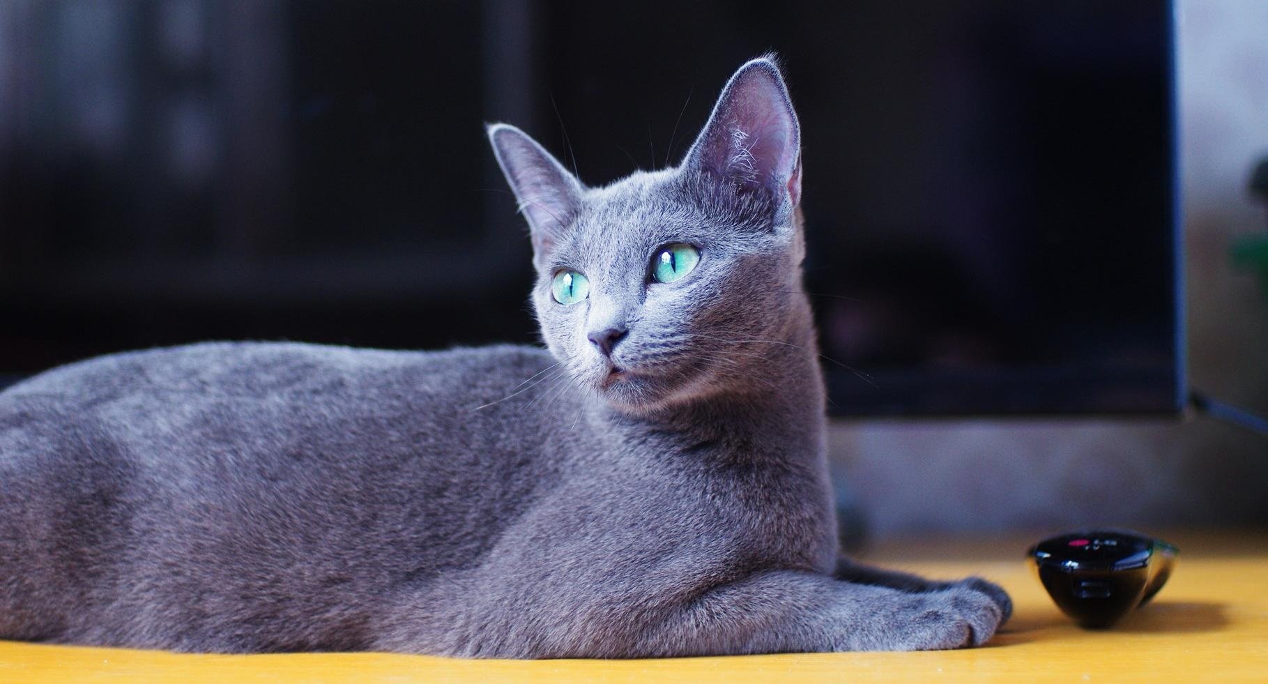 Найласкавіші кішки в світі: Топ-3 добродушних і відданих порід