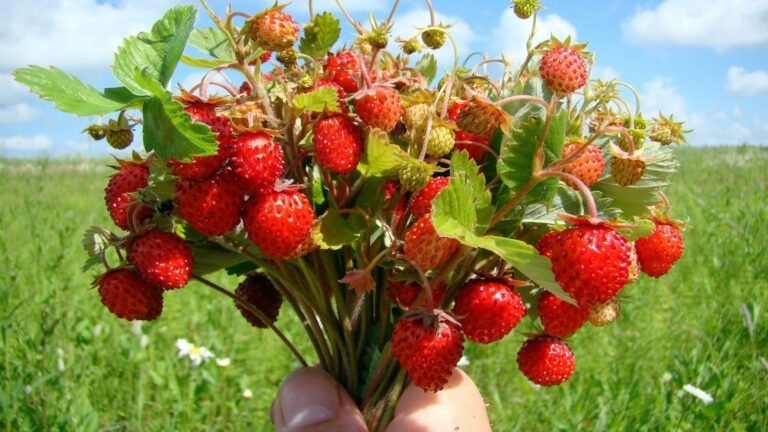Праздник 9 июля: на Давида ягоды и листья земляники становятся целебными - today.ua