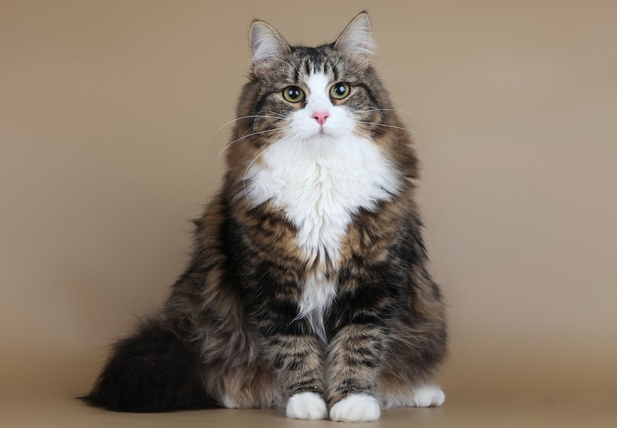 Самые ласковые кошки в мире: Топ-3 добродушных и преданных пород