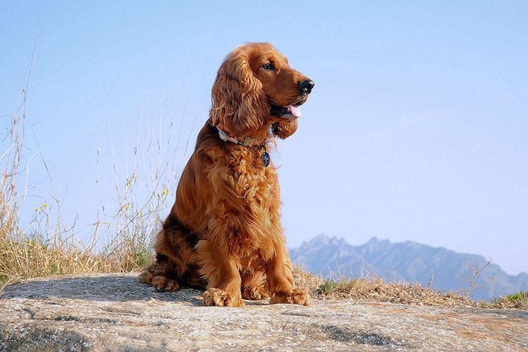 ТОП-3 породы собак с длинными ушами: требуют повышенного внимания  - today.ua