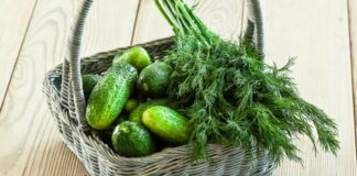 Чим підживити огірки в липні: краще добриво від досвідчених агрономів - today.ua