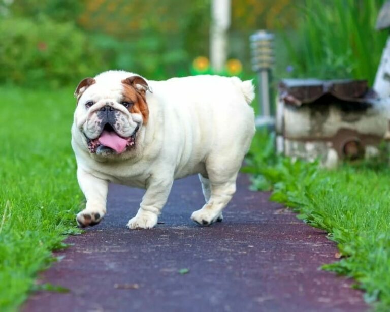 ТОП-5 порід собак, які схильні до набору зайвої ваги  - today.ua