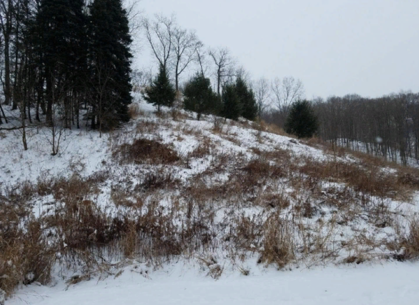 Тест на внимательность: на фото спряталась собака, но найти ее удается не всем