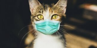 Топ-3 самых здоровых пород кошек: усатые питомцы с самым крепким иммунитетом - today.ua