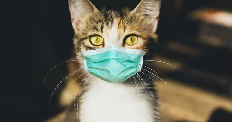 Топ-3 самих здорових порід кішок: вусаті вихованці з самим міцним імунітетом - today.ua