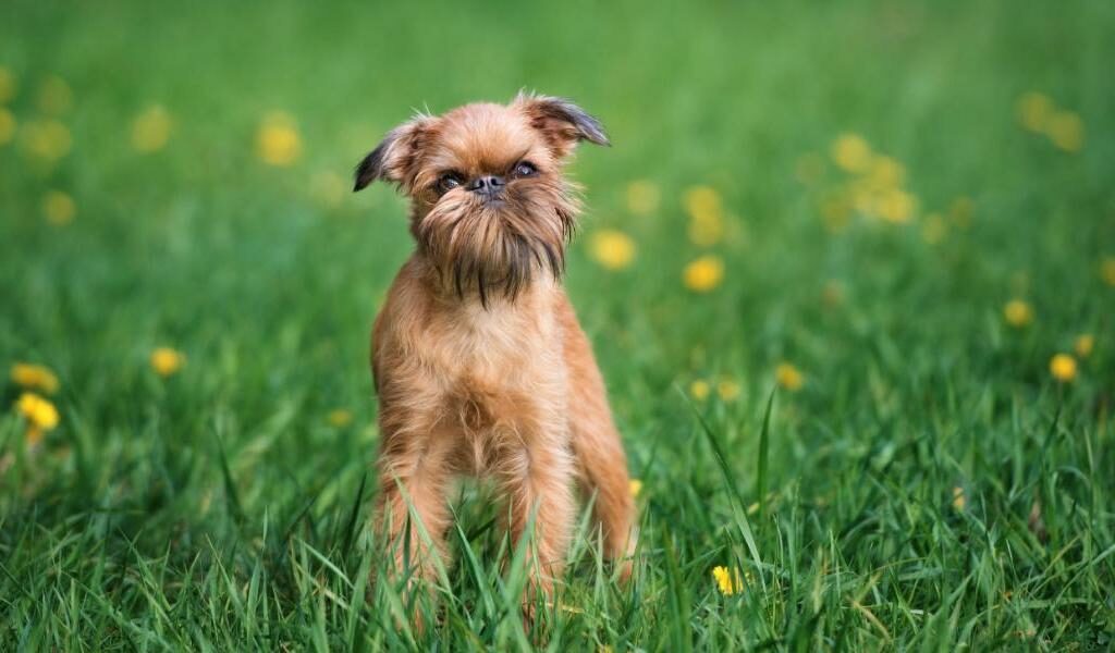 ТОП-5 порід собак, які не мають неприємного запаху 