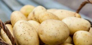 В Украине резко подешевел картофель: эксперты назвали причину  - today.ua