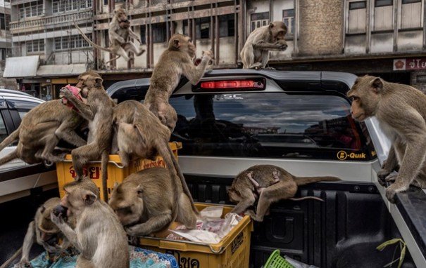 Главные события в мире 29 июля: компания Boeing массово сокращает персонал, а в Таиланде голодные обезьяны громят город