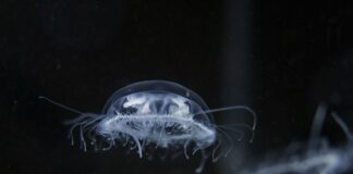 В пресных водах Днепра замечена колония медуз, местные жители в замешательстве - видео - today.ua