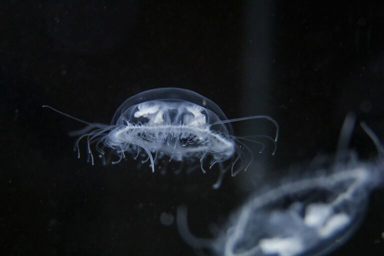 У прісних водах Дніпра помічена колонія медуз, місцеві жителі спантеличені - відео - today.ua