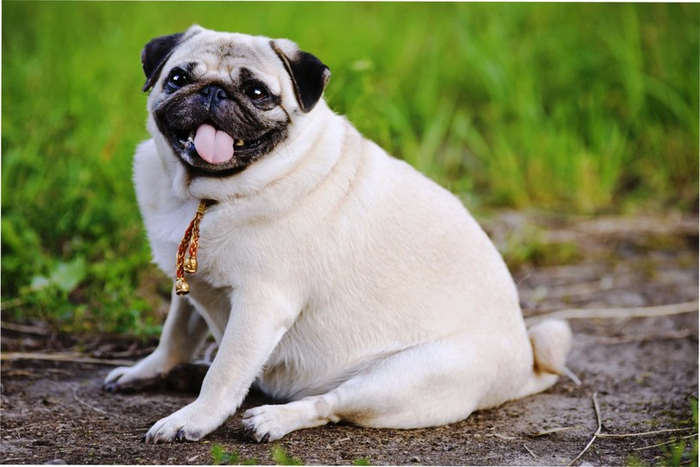 ТОП-5 порід собак, які схильні до набору зайвої ваги 