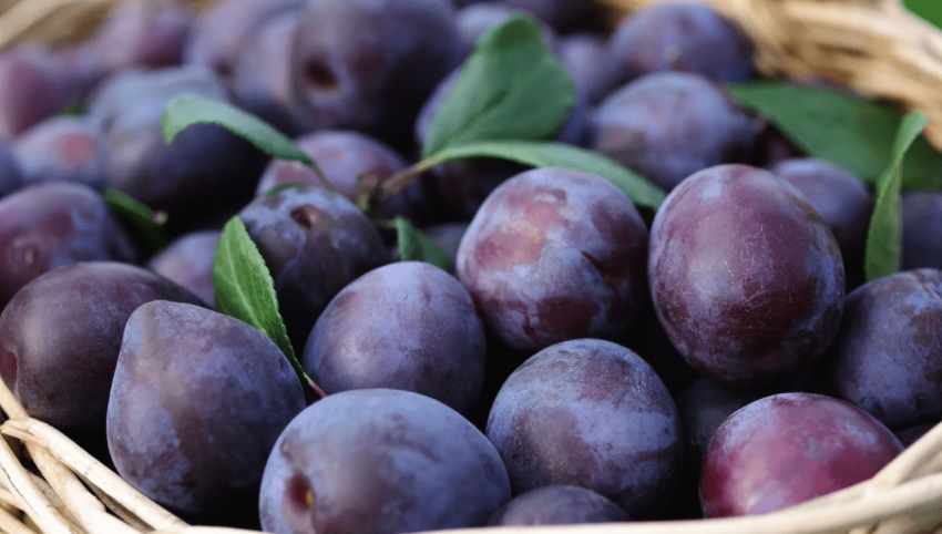 Сливы и персики можно есть не всем: медики рассказали о вредных свойствах фруктов  