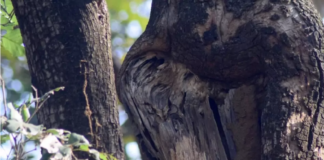 Тест на уважність: знайдіть на фото сову, яка причаїлася на дереві - today.ua