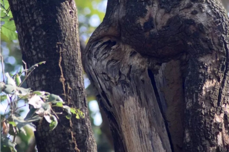 Тест на внимательность: найдите на фото сову, которая притаилась на дереве - today.ua