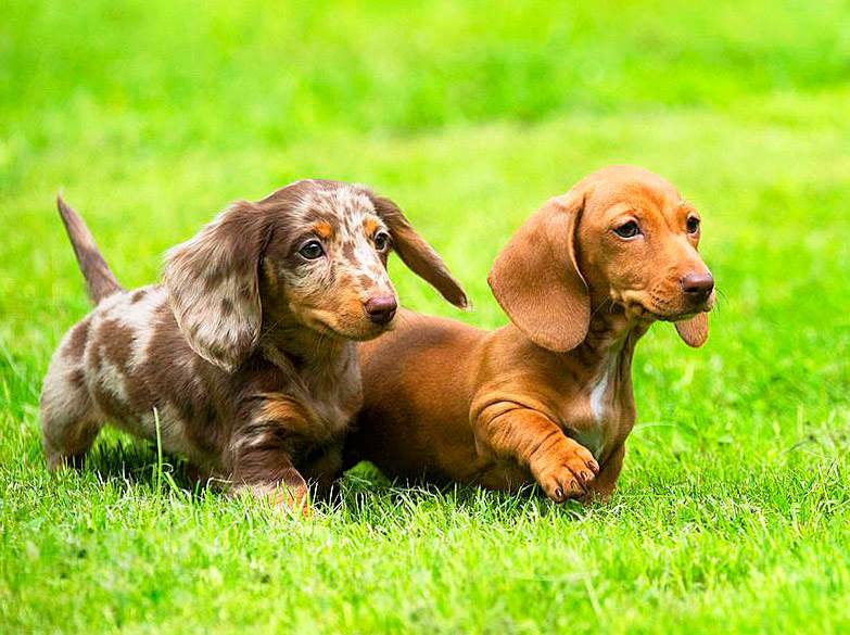 ТОП-3 породы собак с длинными ушами: требуют повышенного внимания 