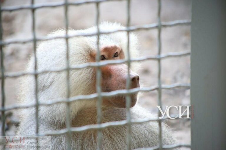 Директор Одеського зоопарку розповів, які небезпечні павіани, що втекли з вольєра: “Великі й агресивні“ - today.ua