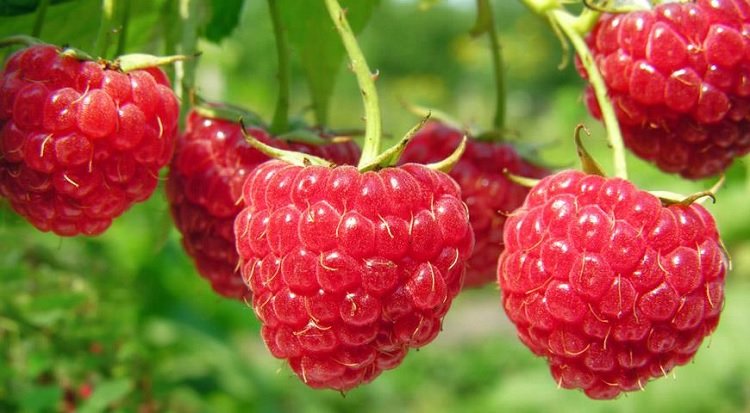 Когда в Украине подешевеет малина: цены на ягоды зашкаливают в разгар сезона