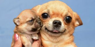 Топ-3 самых маленьких пород собак в мире - today.ua