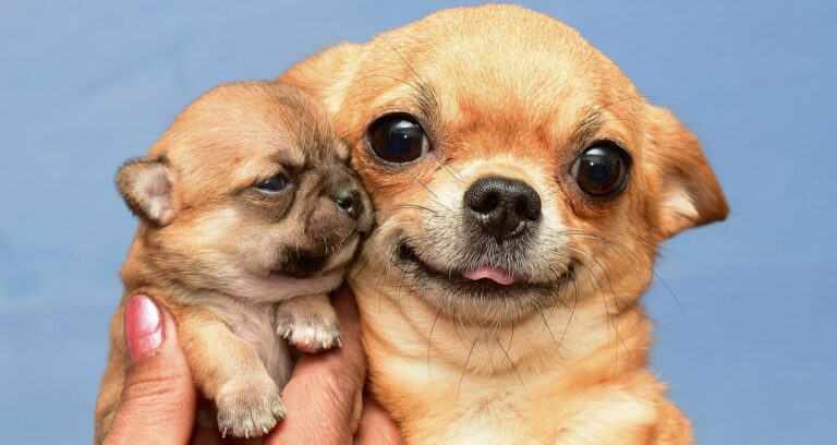 Топ-3 самых маленьких пород собак в мире - today.ua