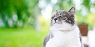 8 августа - Всемирный день кошек: ТОП-8 интересных фактов о пушистых питомцах - today.ua