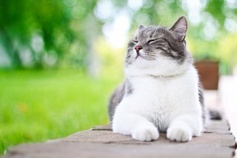 8 августа - Всемирный день кошек: ТОП-8 интересных фактов о пушистых питомцах - today.ua