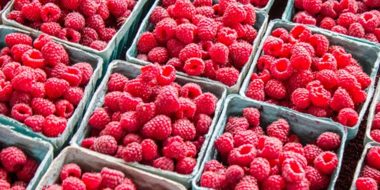 Когда в Украине подешевеет малина: цены на ягоды зашкаливают в разгар сезона - today.ua
