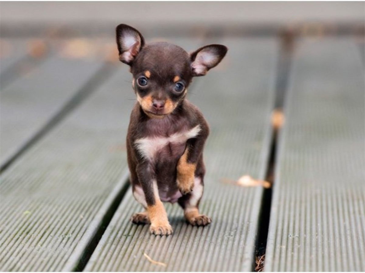 Топ-3 найменших порід собак у світі