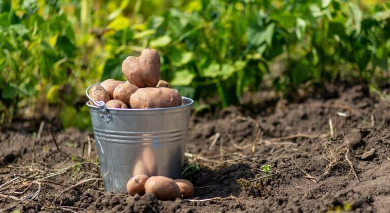 Когда нужно копать картошку: украинцам дали совет  - today.ua