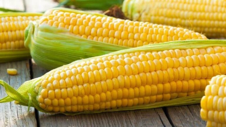 Кукуруза может быть вредной для здоровья: кому лучше исключить из рациона - today.ua