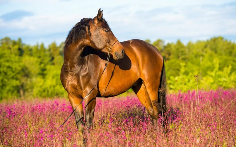 Свято 31 серпня: чому на Флора і Лавра шанували коней і що заборонено робити в цей день - today.ua