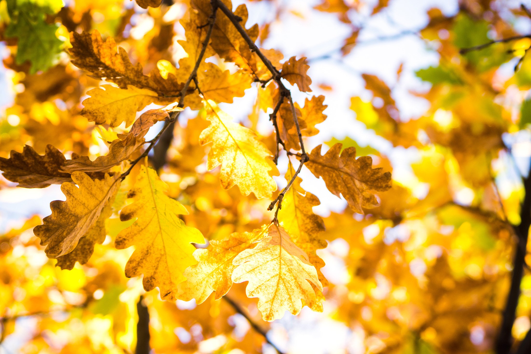 Жара в сентябре и дожди с заморозками в октябре: синоптики рассказали о сюрпризах погоды этой осенью