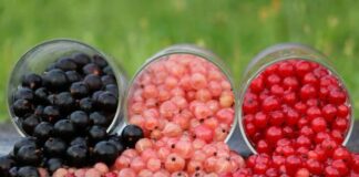 У чому користь білої, чорної і червоної смородини: унікальні властивості ягоди від усіх недуг - today.ua
