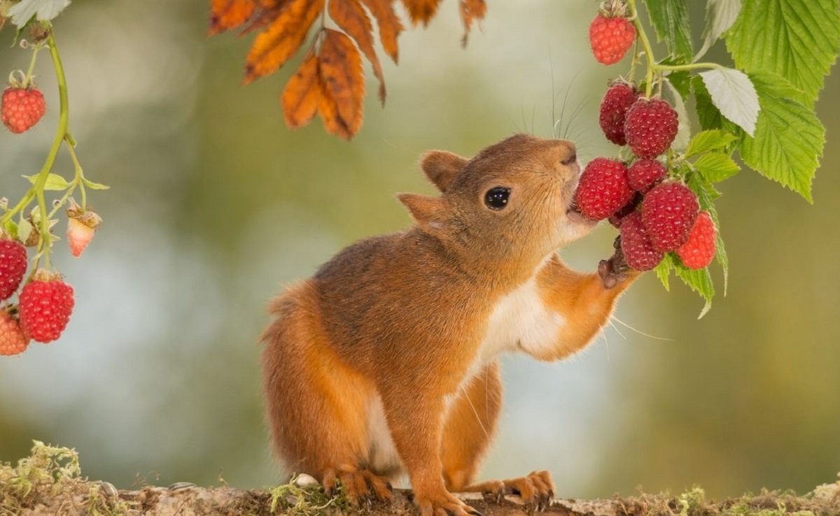 Праздник 26 сентября: в Корнилье обязательно готовили блюда из репы и редьки